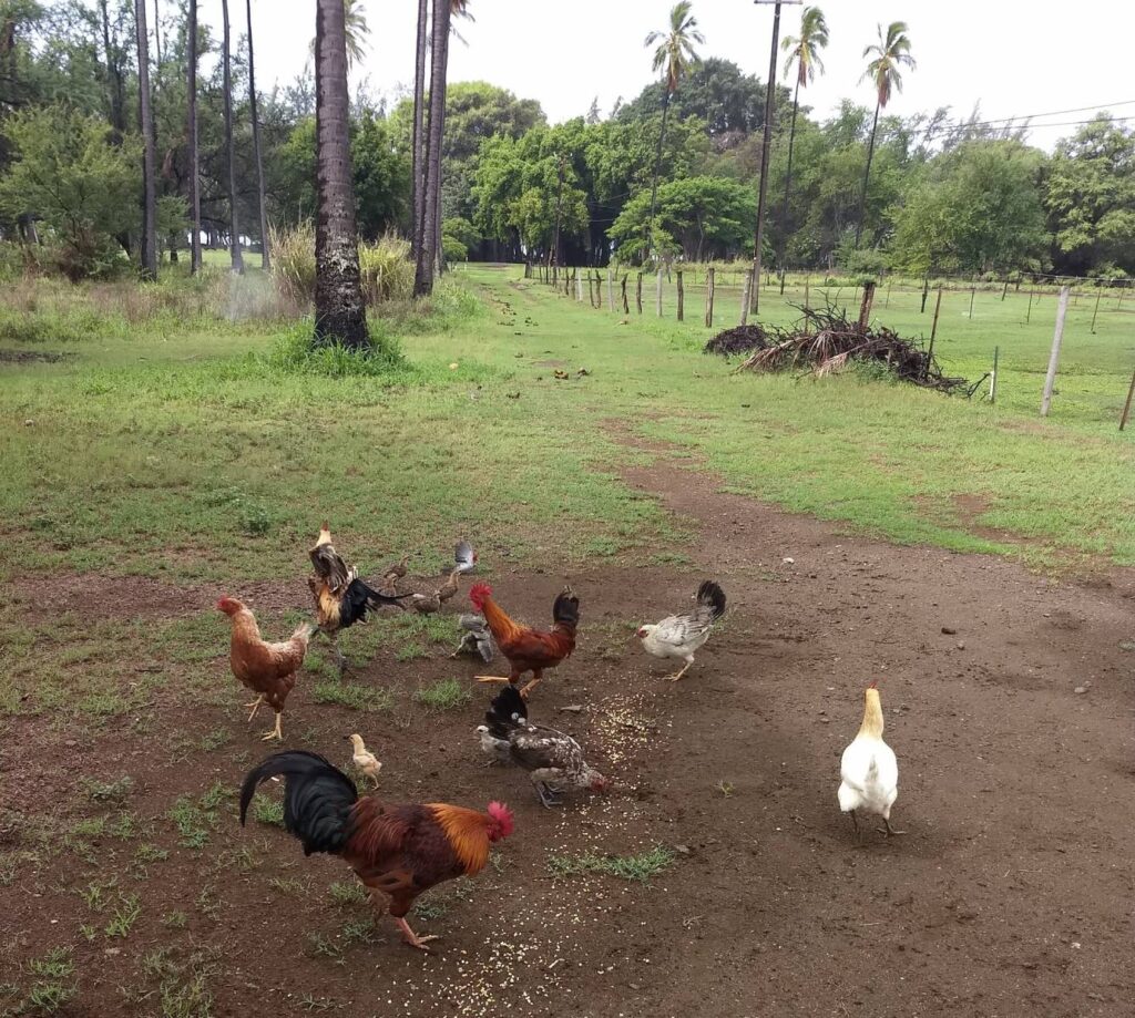 The Secret Life of Poultry: Kauai's Feral Chickens - Backyard Poultry
